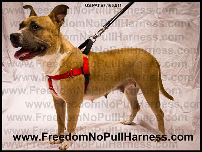 Freedom harness how to put on best sale